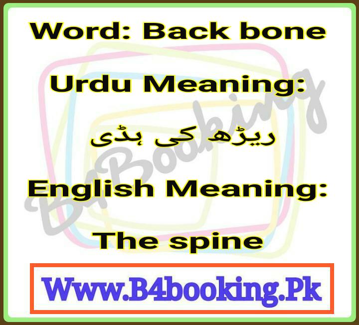 Back bone Meanings In English and In Urdu its Pronunciation